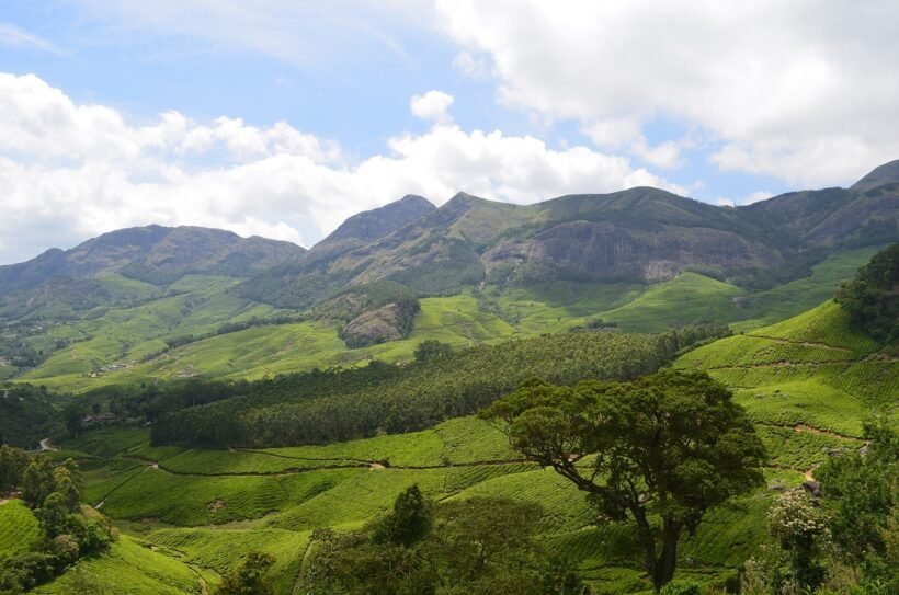 munnar-2259072_1280.jpg